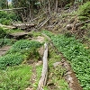 Plants: image 61 Of 208 Thumb